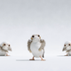 Stop. Porg Time.
